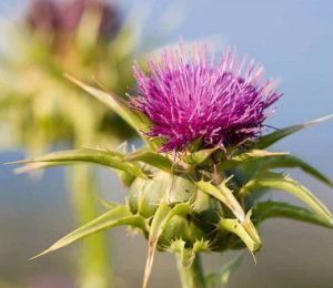 What does milk thistle extract do for the body?