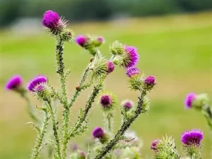 What is milk thistle fruit extract used for?